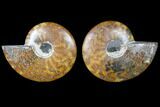 Cut & Polished Ammonite Fossil - Agatized #79703-1